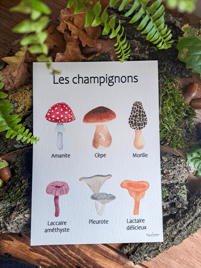 Affiche Fine Art Les champignons