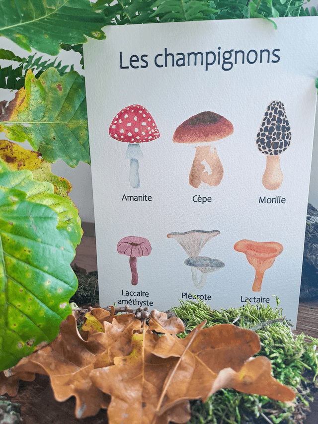 Affiche Fine Art Les champignons